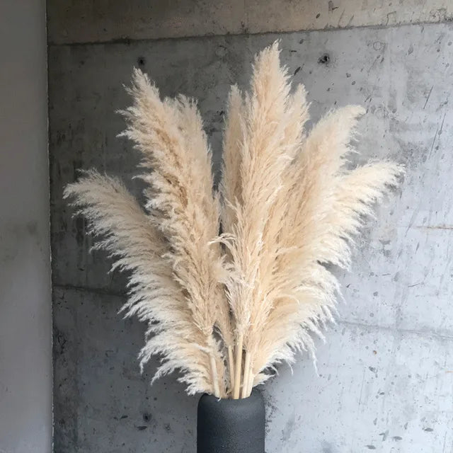 Boho Aurea Eng Dried Pampas Græs til Hjemmedekor | Petprovac