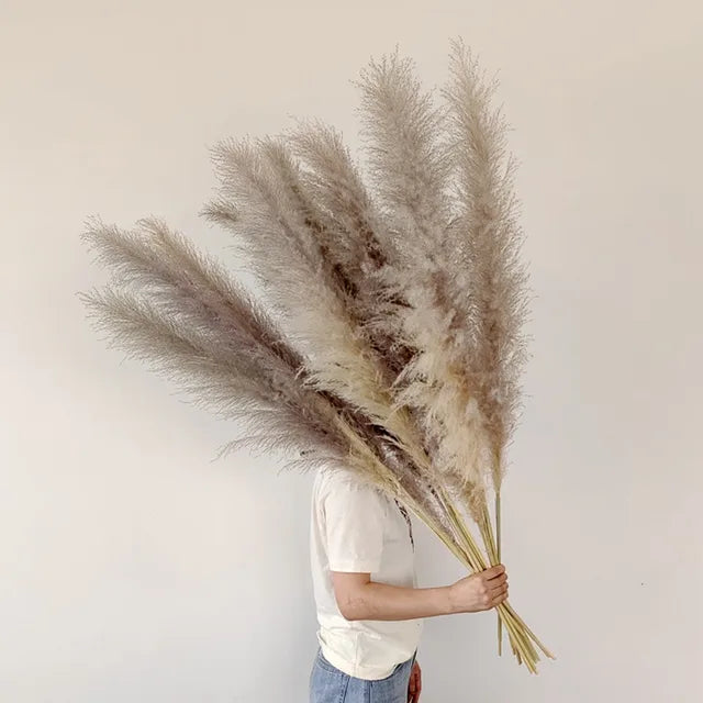 Boho Aurea Eng Dried Pampas Græs til Hjemmedekor | Petprovac