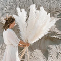 Boho Aurea Eng Dried Pampas Græs til Hjemmedekor | Petprovac