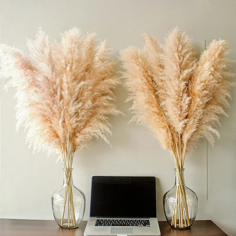 Boho Aurea Eng Dried Pampas Græs til Hjemmedekor | Petprovac