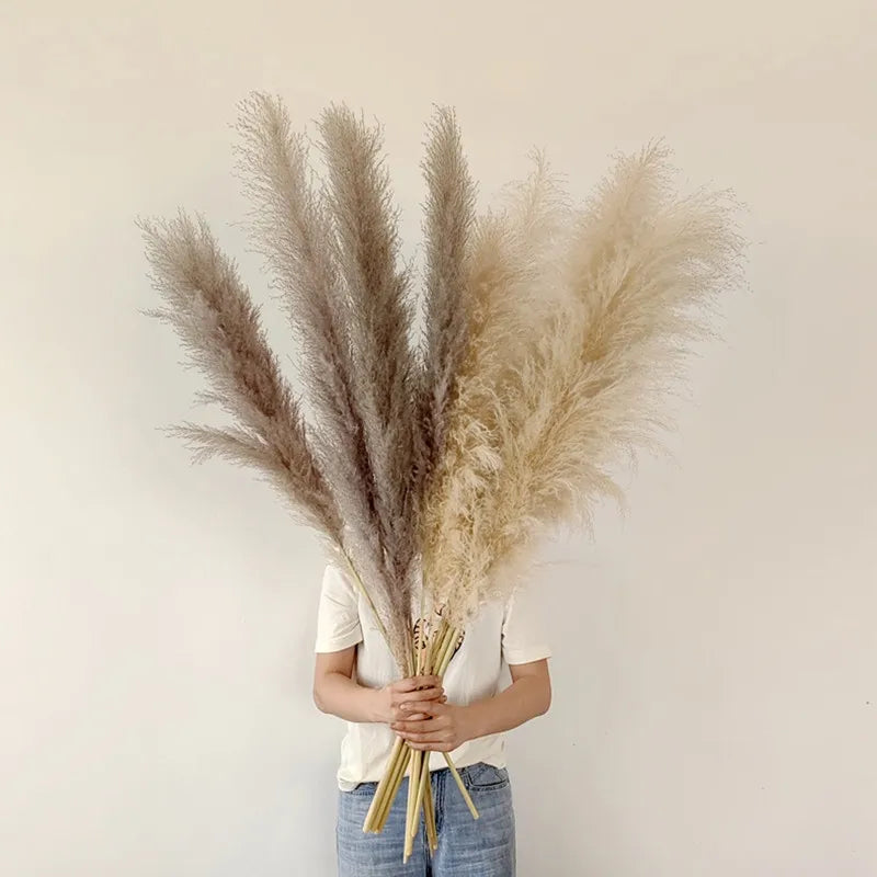 Boho Aurea Eng Dried Pampas Græs til Hjemmedekor | Petprovac