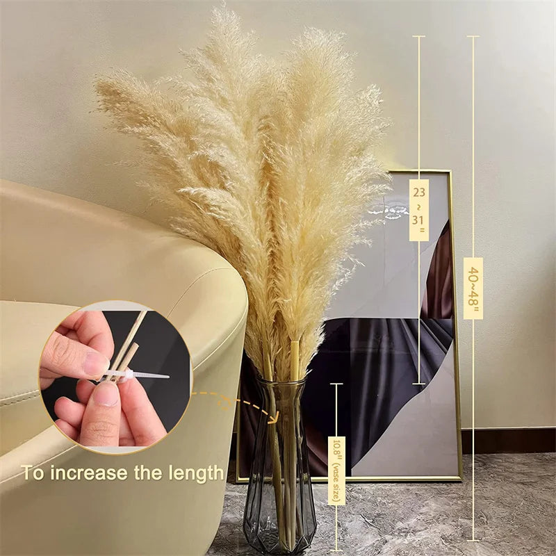 Boho Aurea Eng Dried Pampas Græs til Hjemmedekor | Petprovac