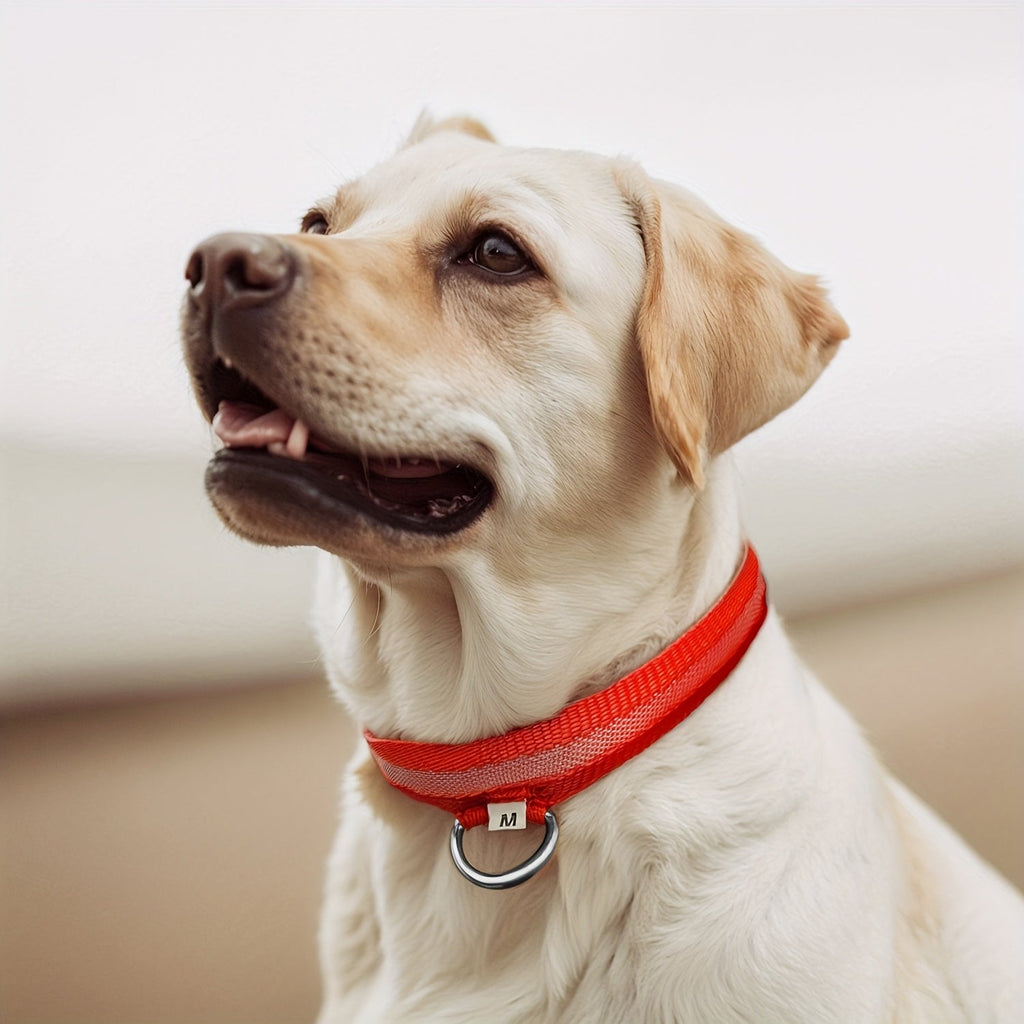 LED Hundehalsbånd med Belysning – Synligt og Sikkert om Natten