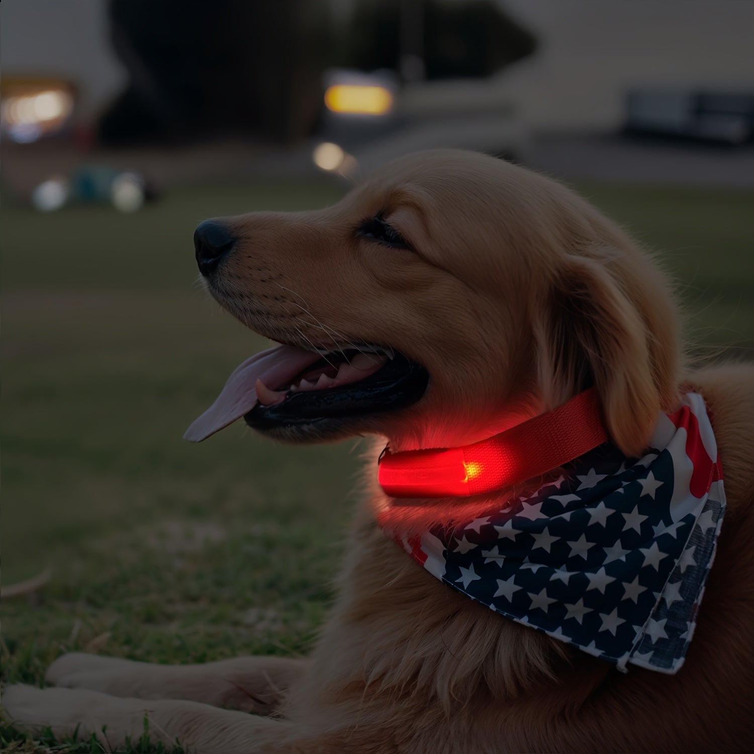 LED Hundehalsbånd med Belysning – Synligt og Sikkert om Natten