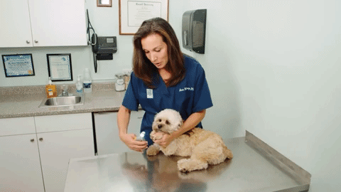 PawGuard Pro Negleklipper med Smart Quick Sensor Teknologi | Petprovac