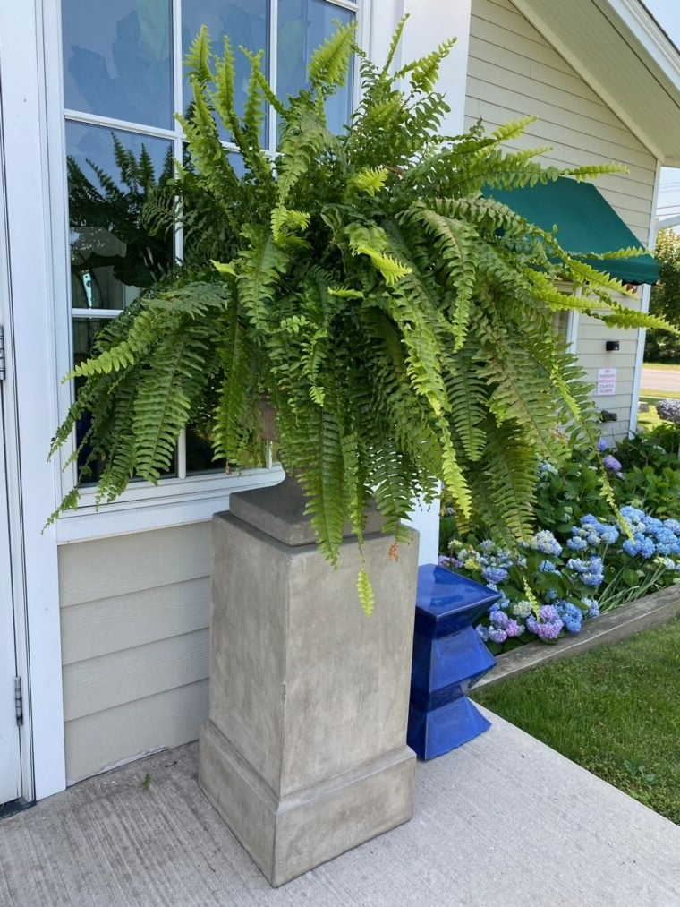 Kunstig Boston Fern til Udendørs - Livagtig & UV-Bestandig