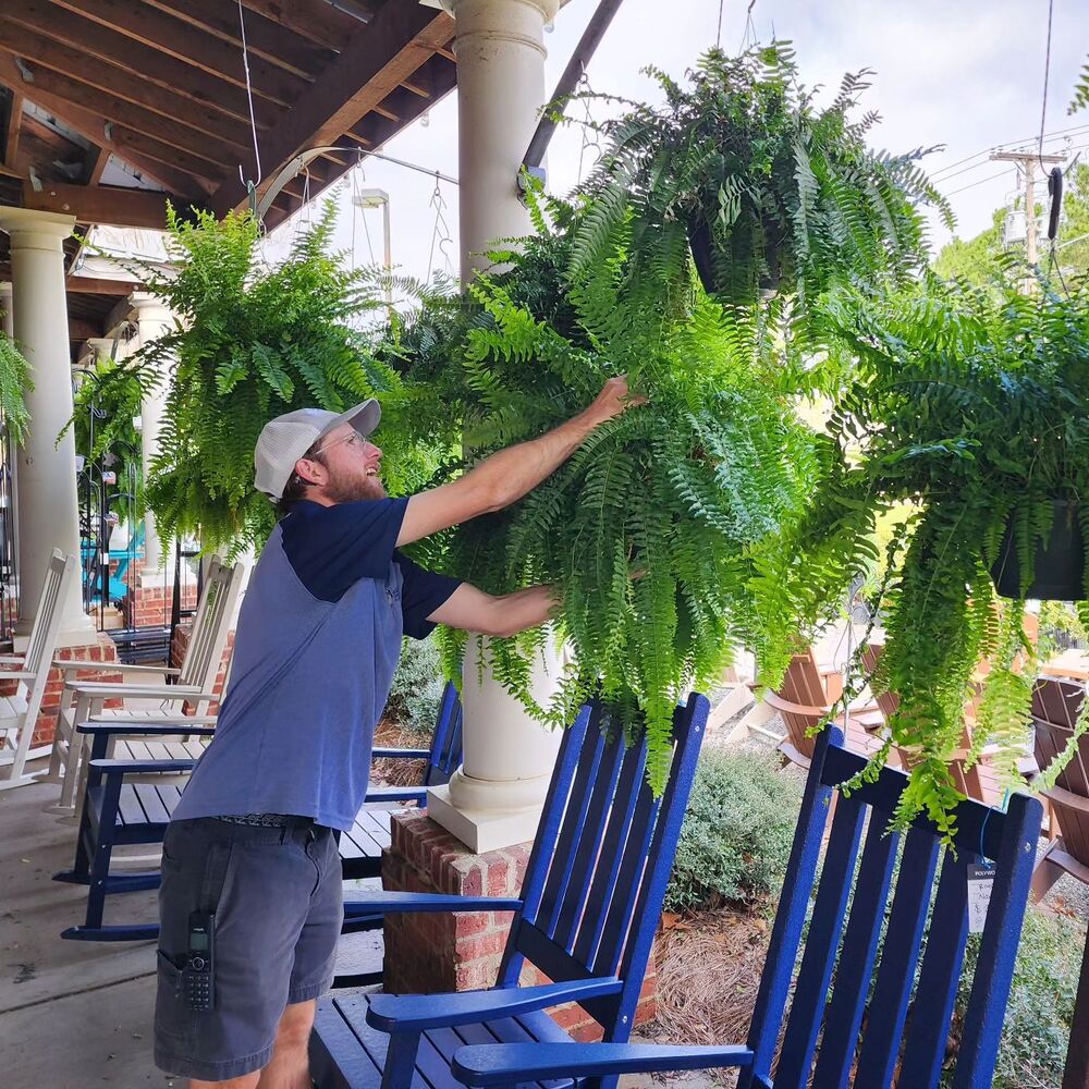 Kunstig Boston Fern til Udendørs - Livagtig & UV-Bestandig