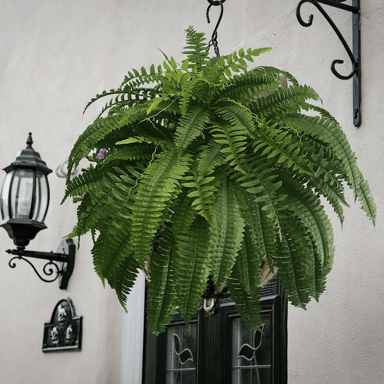 Kunstig Boston Fern til Udendørs - Livagtig & UV-Bestandig