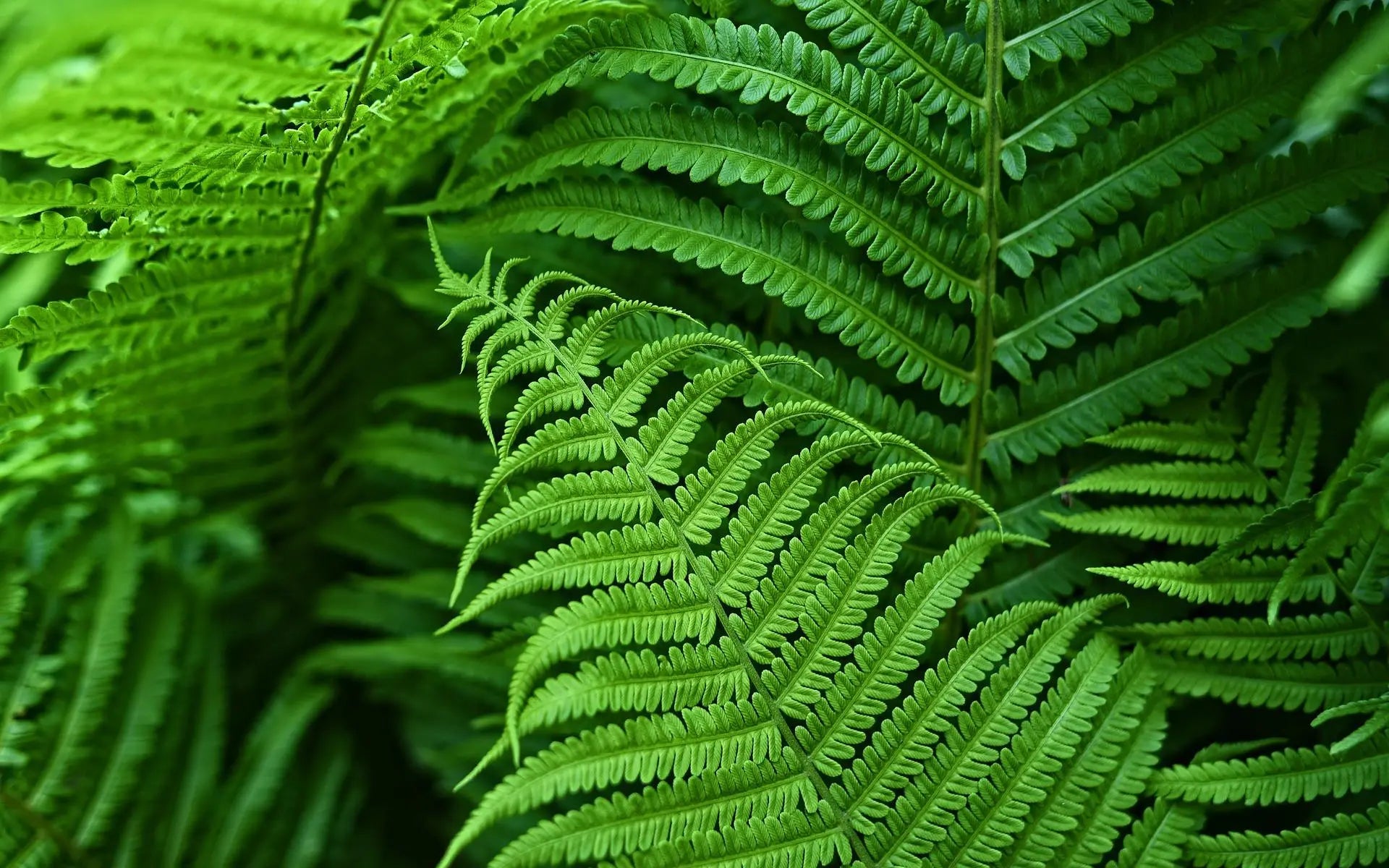 Kunstig Boston Fern til Udendørs - Livagtig & UV-Bestandig