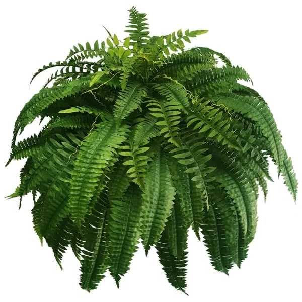 Kunstig Boston Fern til Udendørs - Livagtig & UV-Bestandig